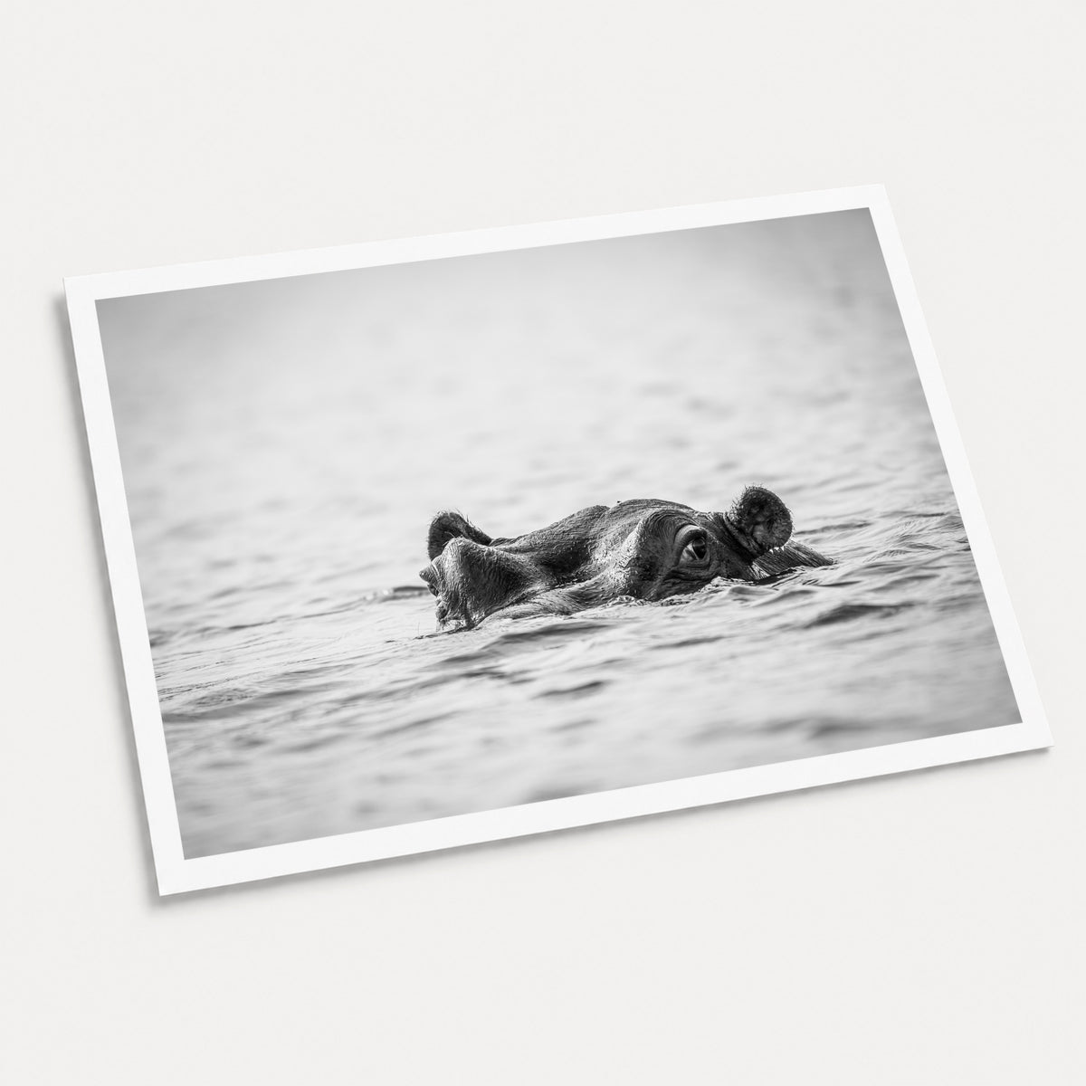 A black and white photographic art print of Hippopotamus, displayed at an angle on a light gray background.