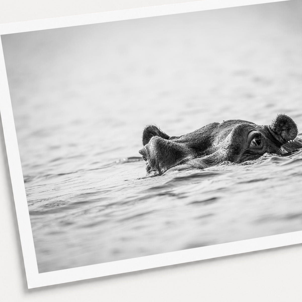 A black and white photographic print of Hippopotamus, shown with a white border and angled presentation on a light background.