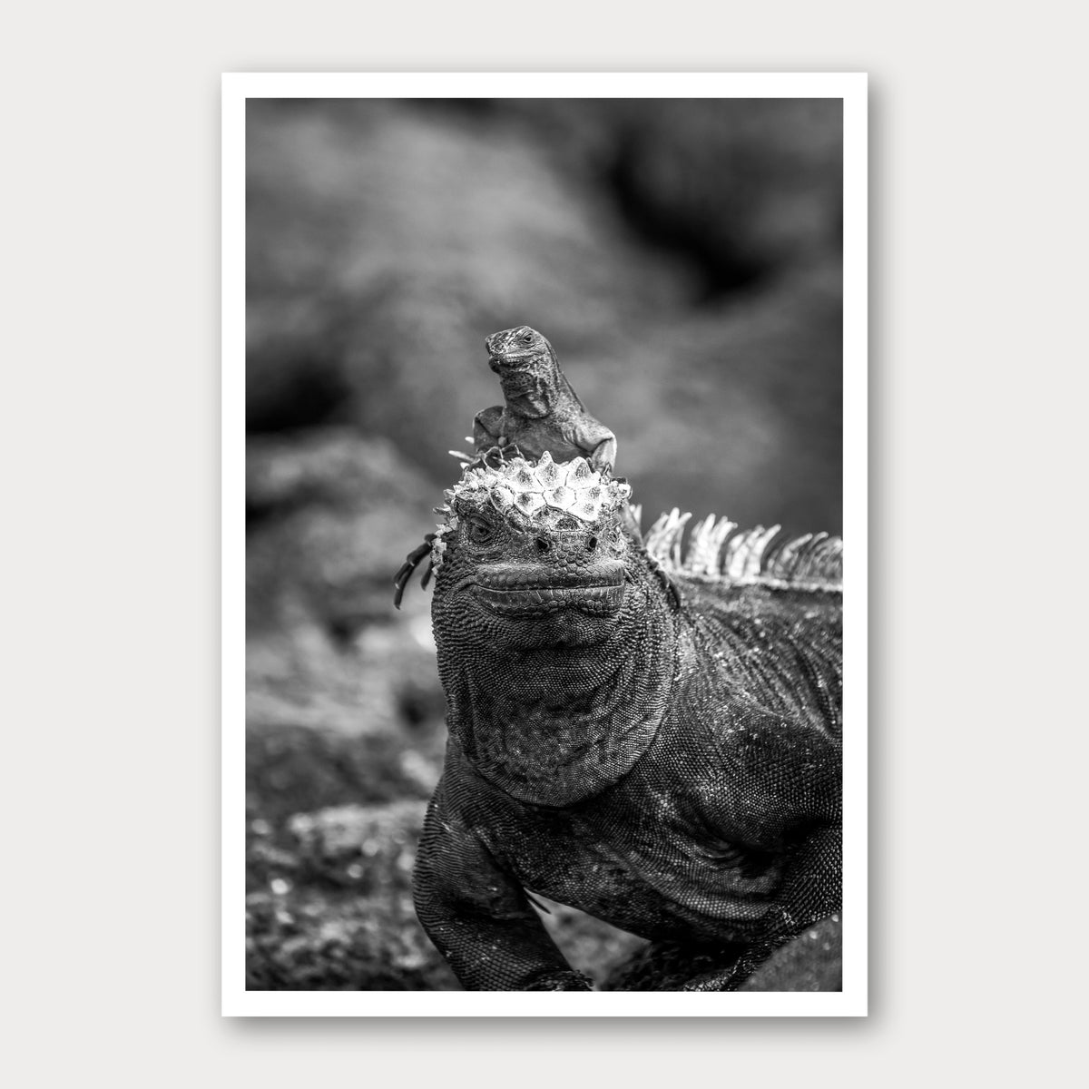 A black and white photographic print of Hitch Hiker, framed with a white border and shown against a light gray background.