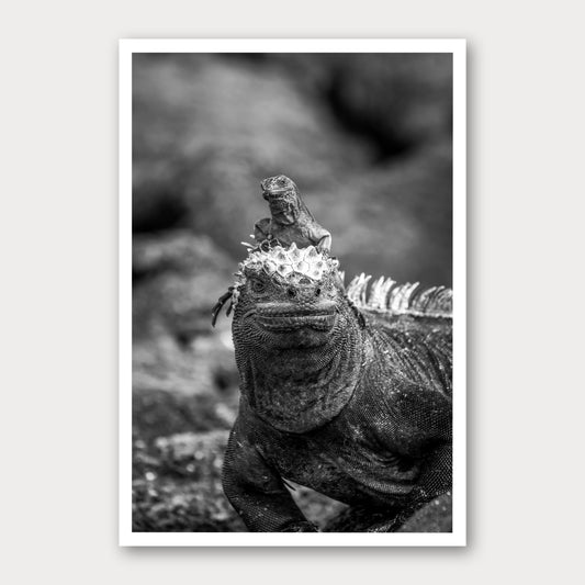 A black and white photographic print of Hitch Hiker, framed with a white border and shown against a light gray background.