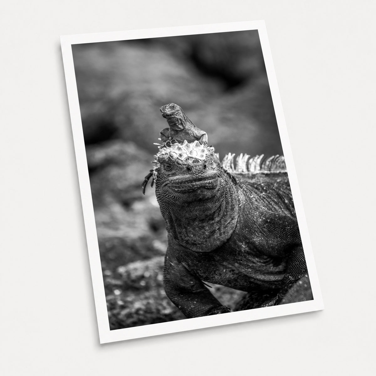 A black and white photographic art print of Hitch Hiker, displayed at an angle on a light gray background.