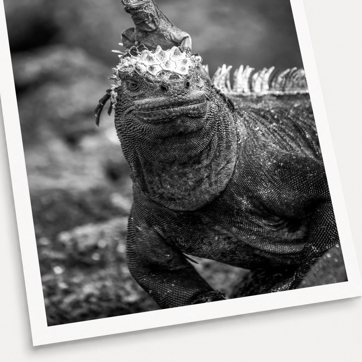 A black and white photographic print of Hitch Hiker, shown with a white border and angled presentation on a light background.