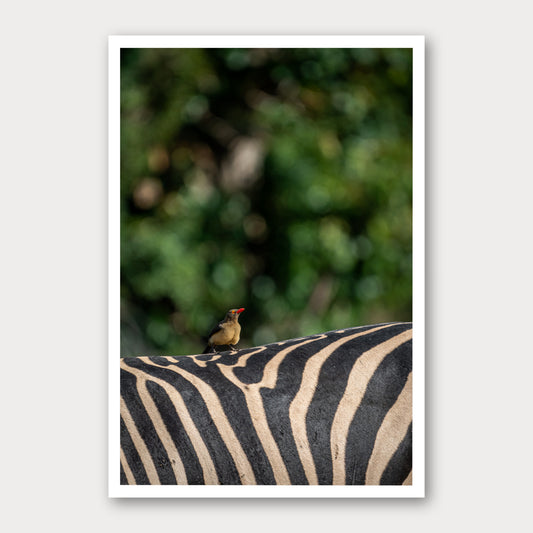 A photographic print of Hitching a Ride, framed with a white border and shown against a light gray background.