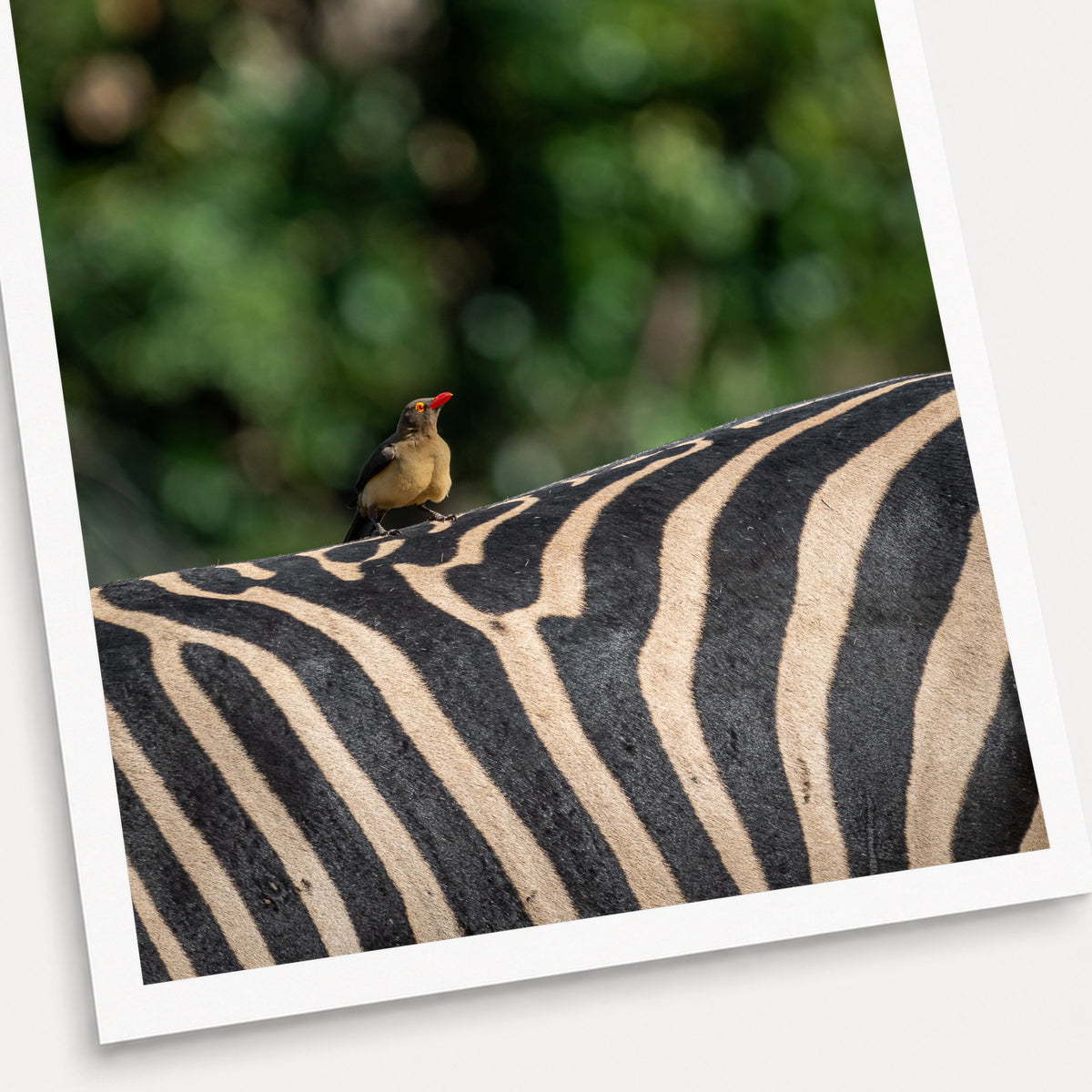 A photographic print of Hitching a Ride, shown with a white border and angled presentation on a light background.