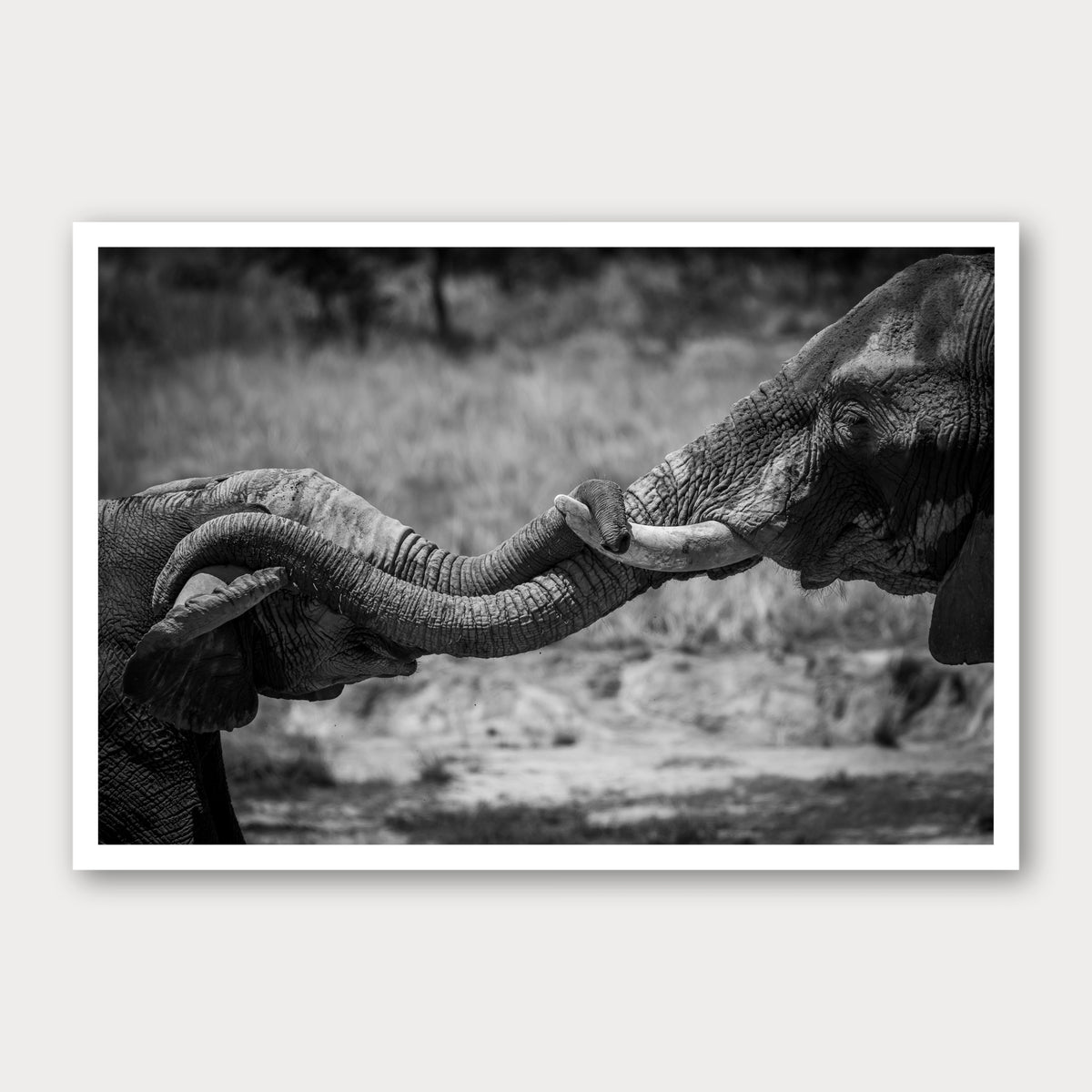 A black and white photographic print of Hold on Tight, framed with a white border and shown against a light gray background.