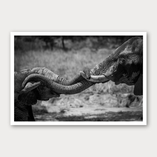 A black and white photographic print of Hold on Tight, framed with a white border and shown against a light gray background.