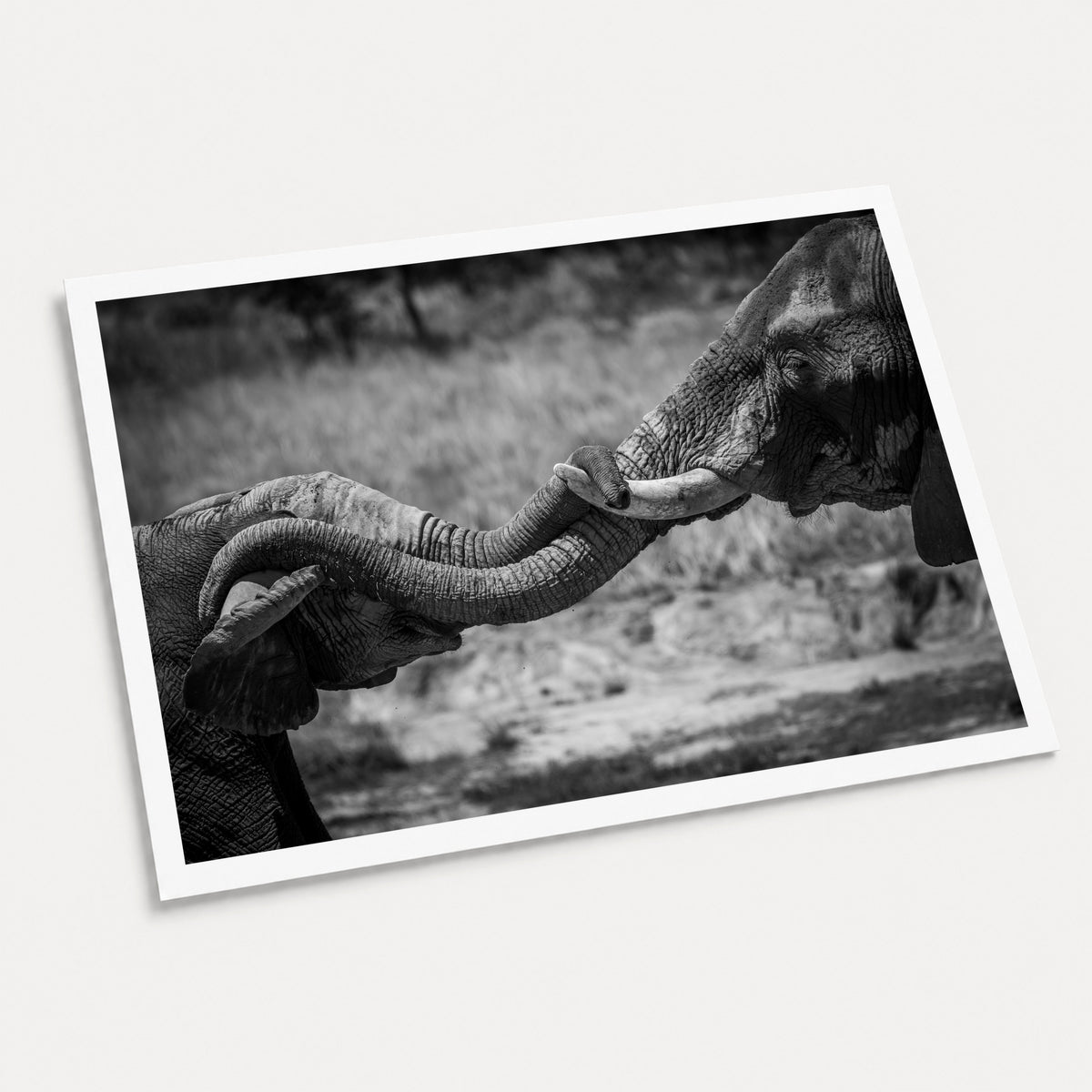 A black and white photographic art print of Hold on Tight, displayed at an angle on a light gray background.
