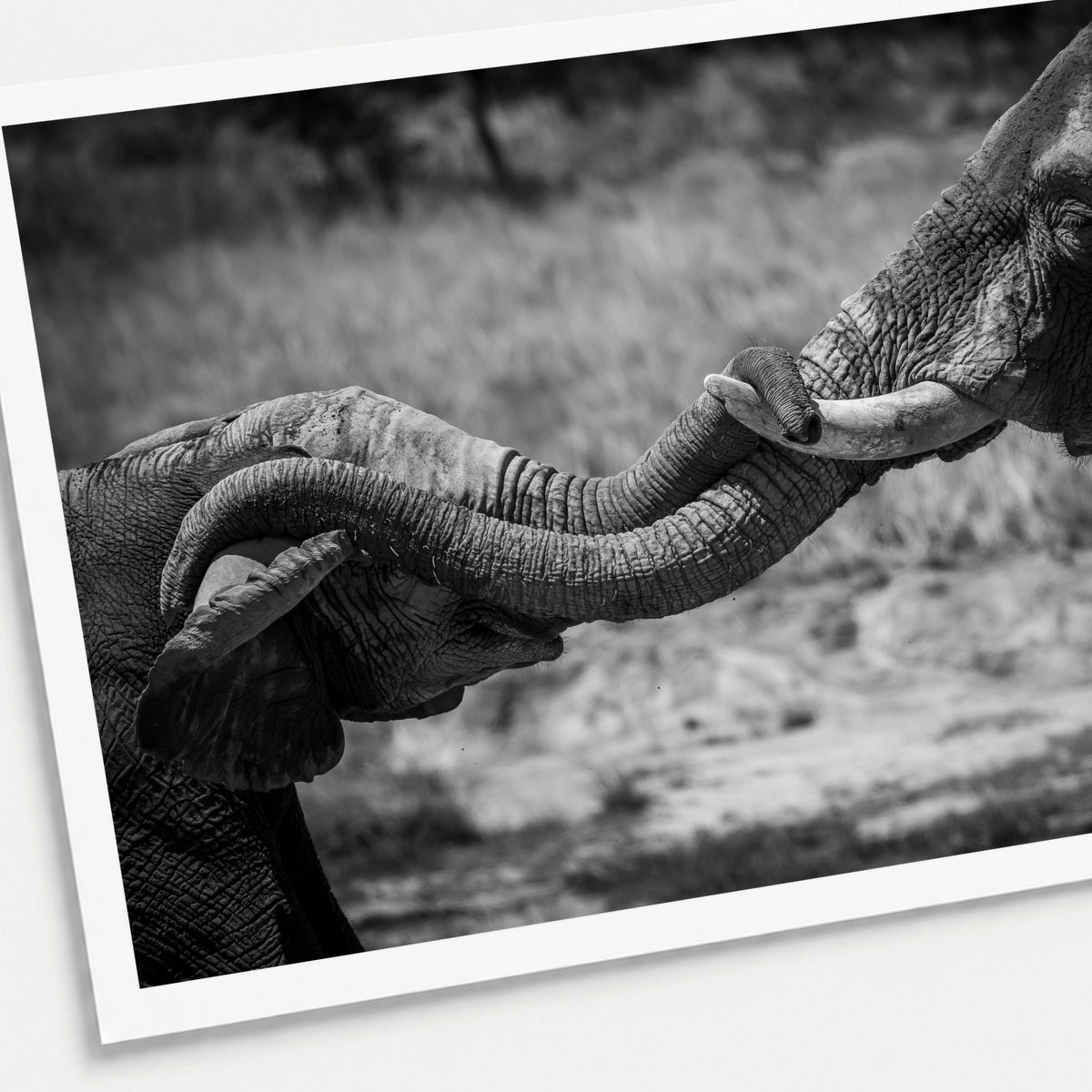 A black and white photographic print of Hold on Tight, shown with a white border and angled presentation on a light background.