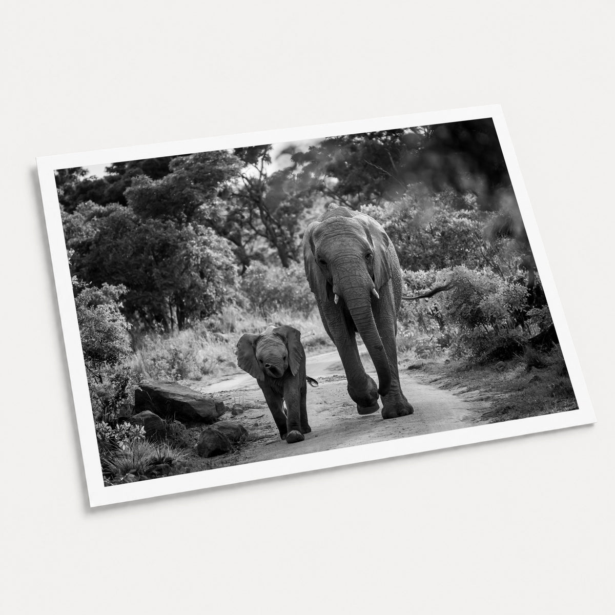 A black and white photographic art print of Like Mother, Like Daughter, displayed at an angle on a light gray background.