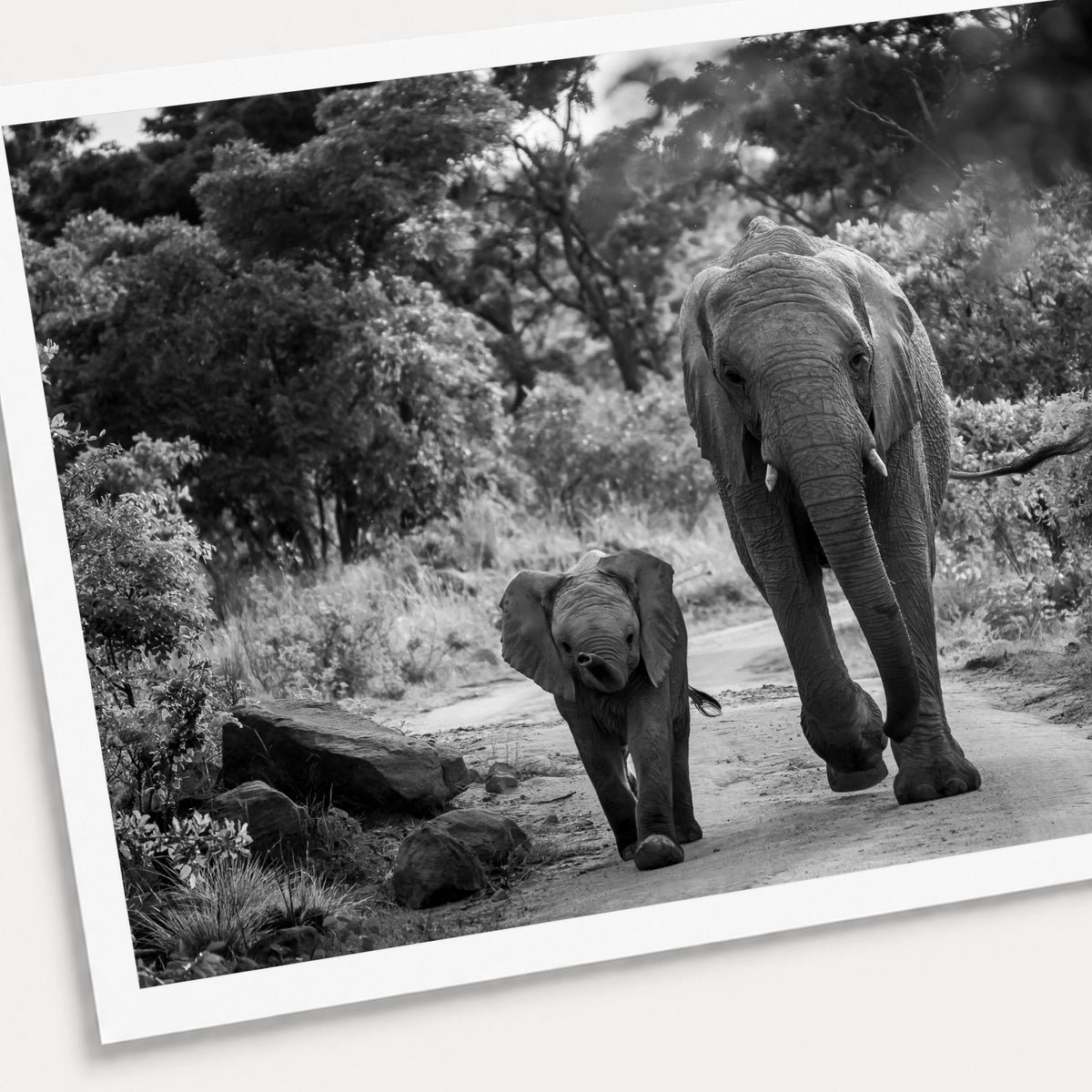 A black and white photographic print of Like Mother, Like Daughter, shown with a white border and angled presentation on a light background.