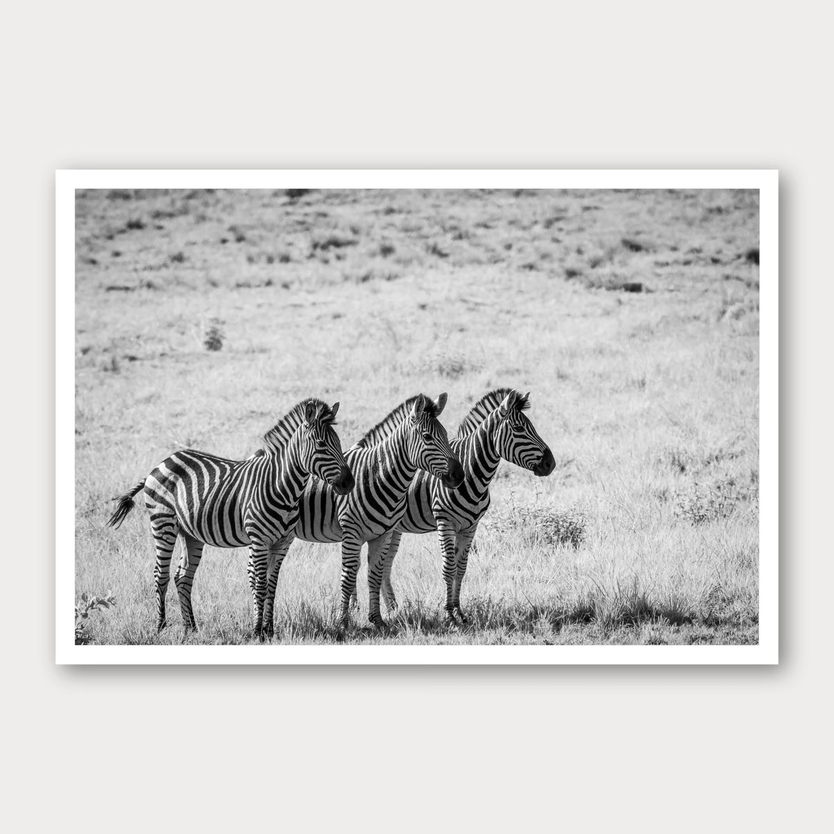 A black and white photographic print of Line Up, framed with a white border and shown against a light gray background.