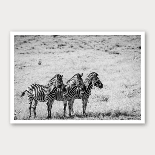 A black and white photographic print of Line Up, framed with a white border and shown against a light gray background.