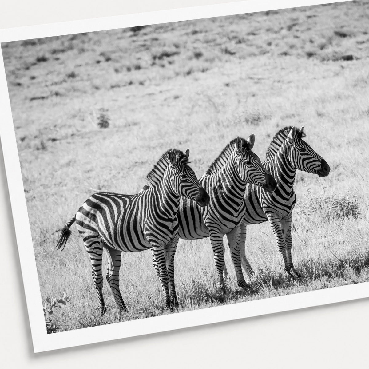 A black and white photographic print of Line Up, shown with a white border and angled presentation on a light background.