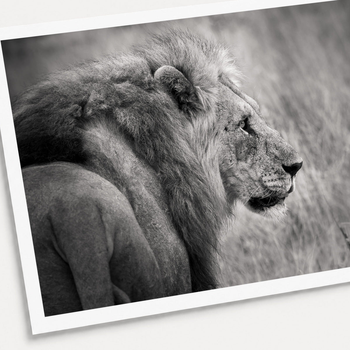 A black and white photographic print of a male lion in profile, shown with a white border and angled presentation on a light background.