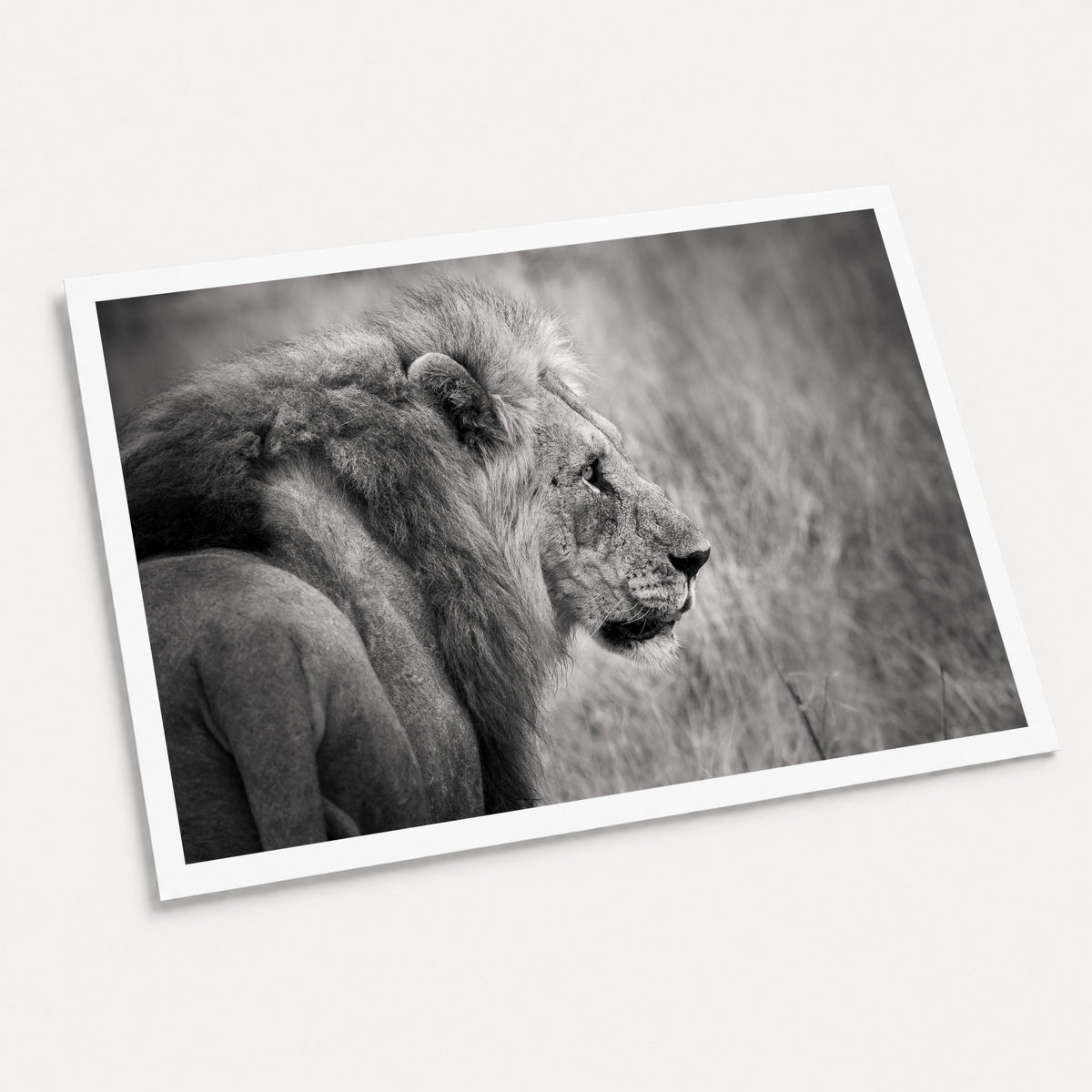 A black and white photographic art print of a lion in profile, displayed at an angle on a light gray background.