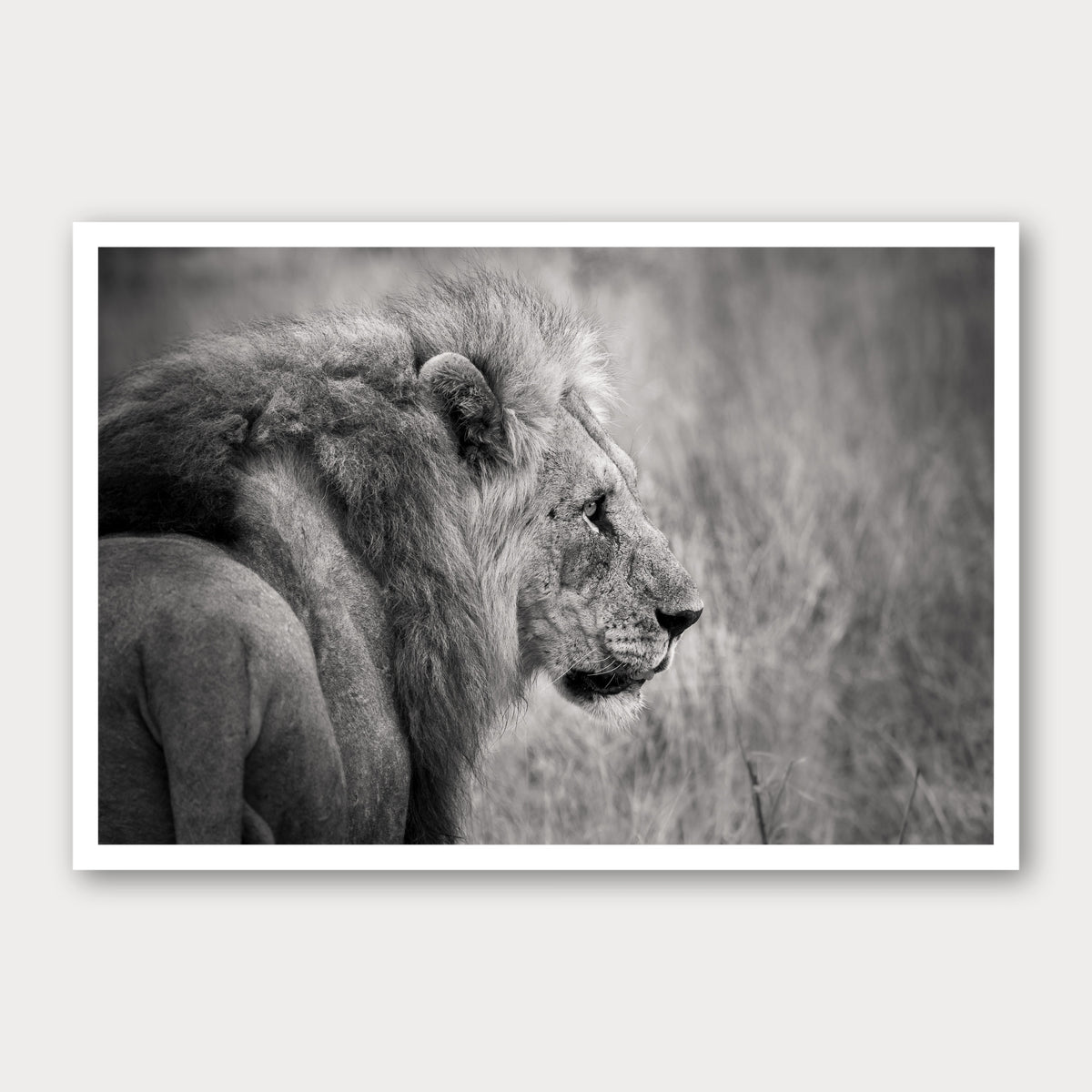A black and white photographic print of a lion in profile, framed with a white border and shown against a light gray background.
