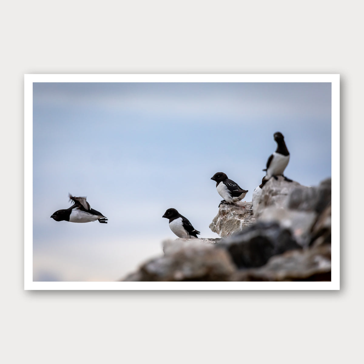 A photographic print of Little Auks, framed with a white border and shown against a light gray background.