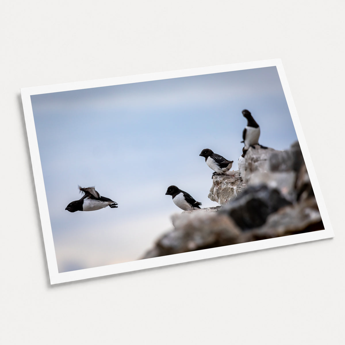 A photographic art print of Little Auks, displayed at an angle on a light gray background.
