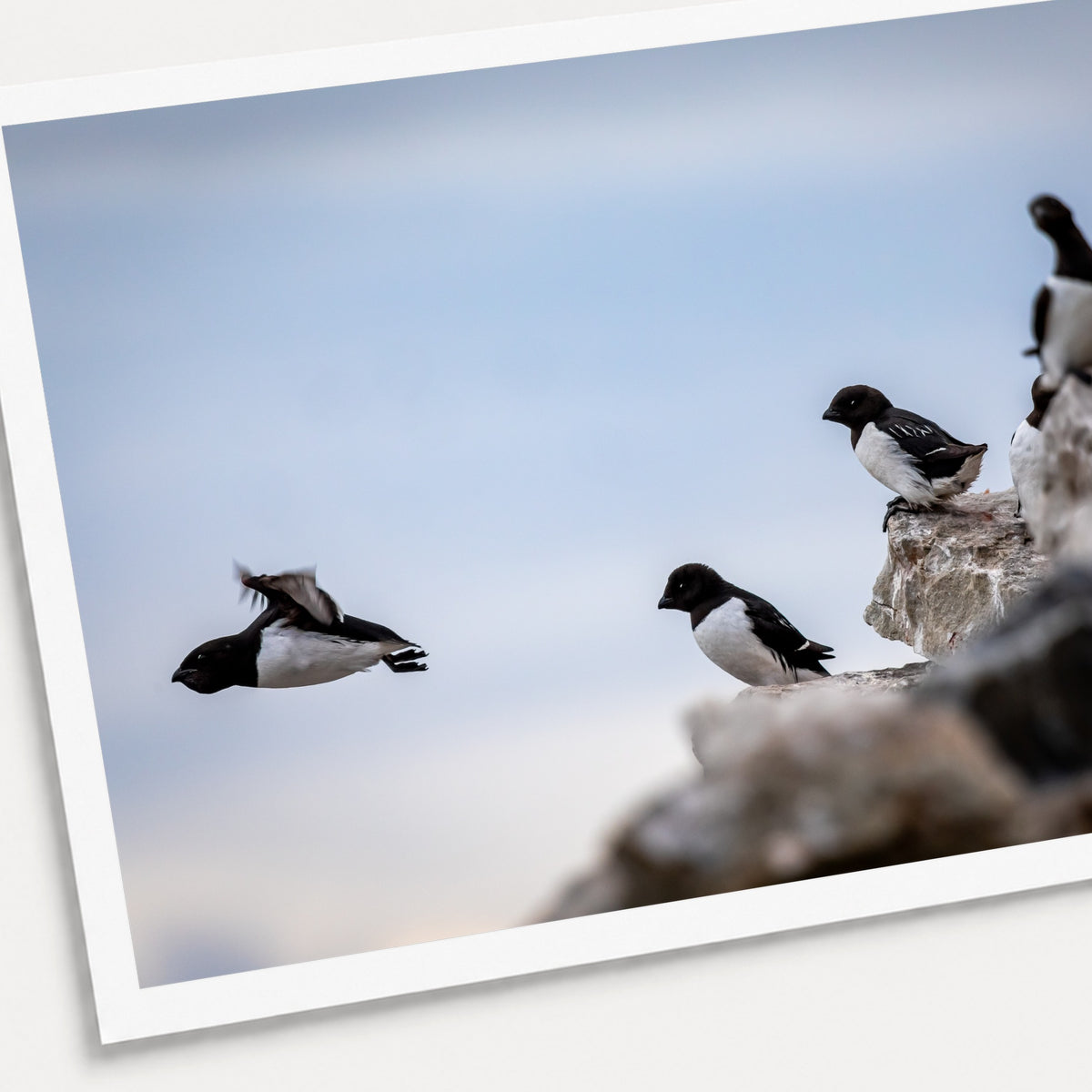 A photographic print of Little Auks, shown with a white border and angled presentation on a light background.