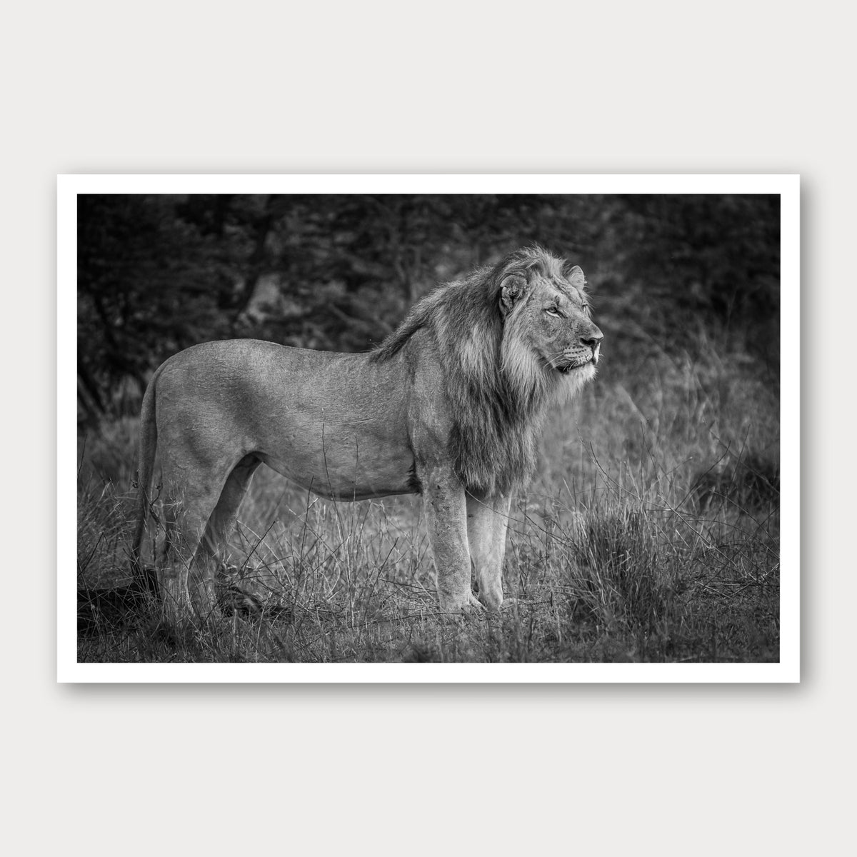 A black and white photographic print of Mane Event, framed with a white border and shown against a light gray background.