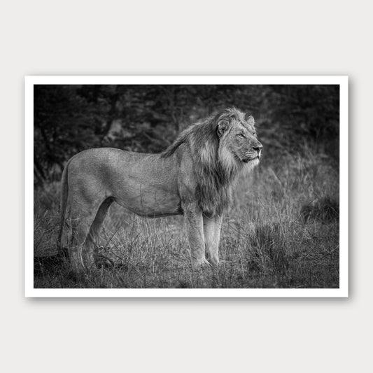 A black and white photographic print of Mane Event, framed with a white border and shown against a light gray background.
