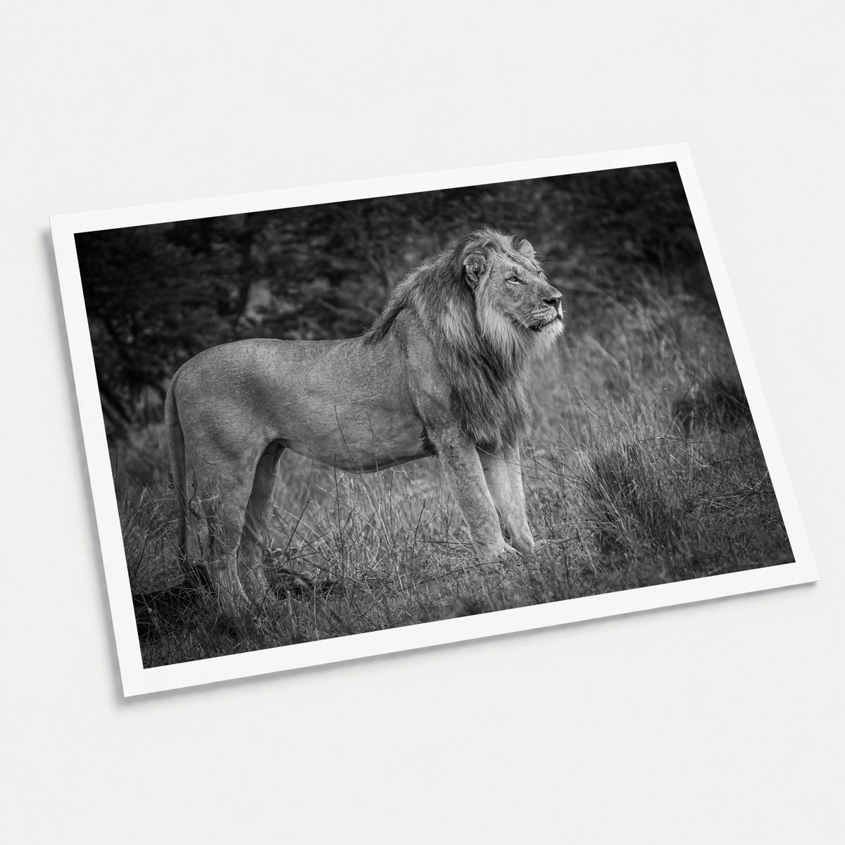 A black and white photographic art print of Mane Event, displayed at an angle on a light gray background.