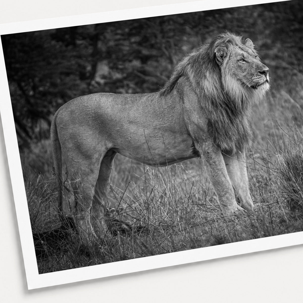 A black and white photographic print of Mane Event, shown with a white border and angled presentation on a light background.