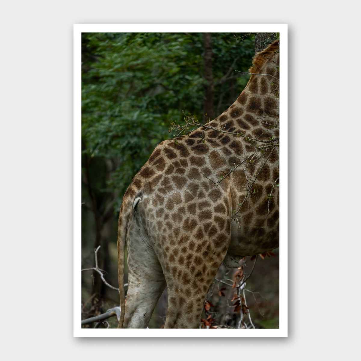 A photographic print of Natural Camouflage, framed with a white border and shown against a light gray background.