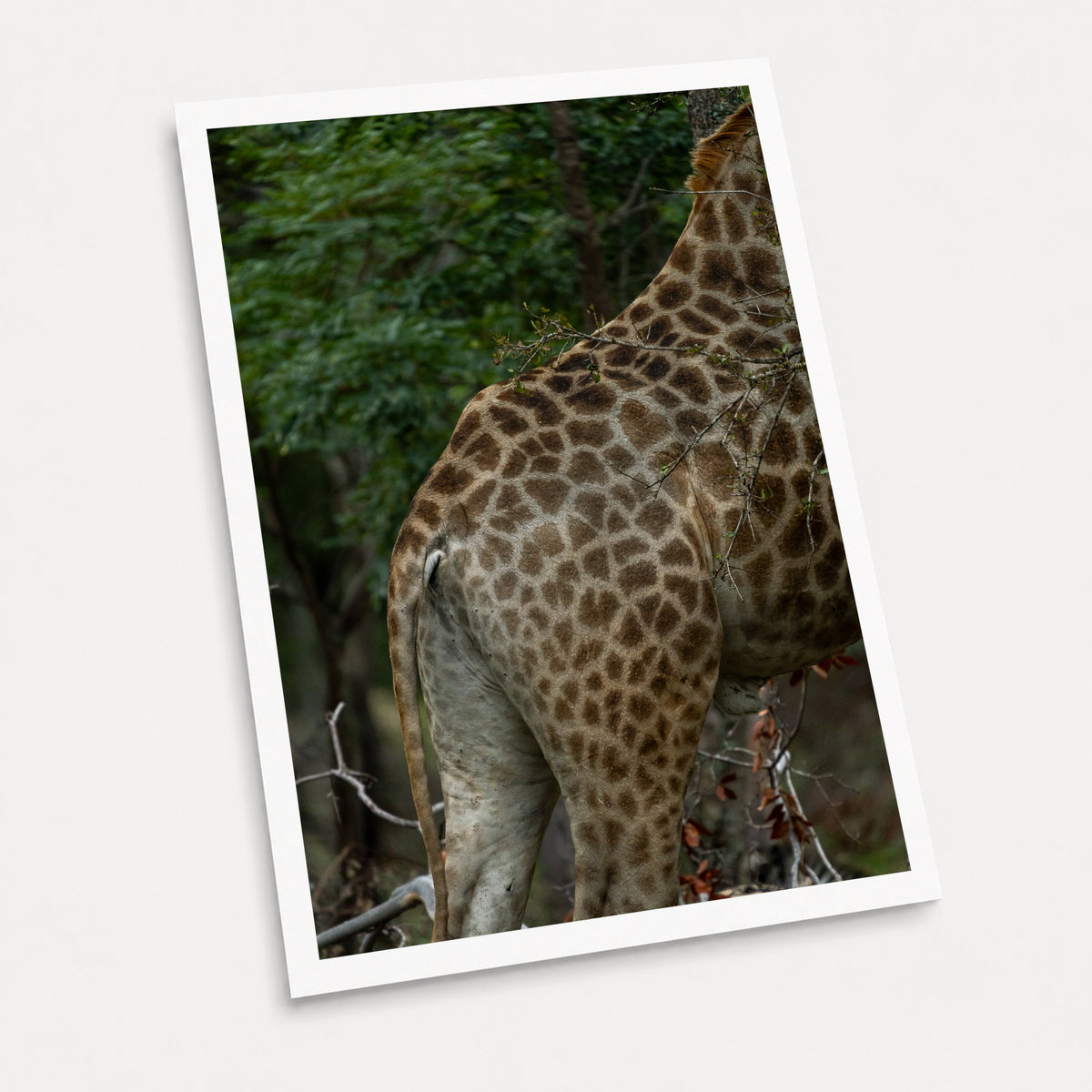 A photographic art print of Natural Camouflage, displayed at an angle on a light gray background.