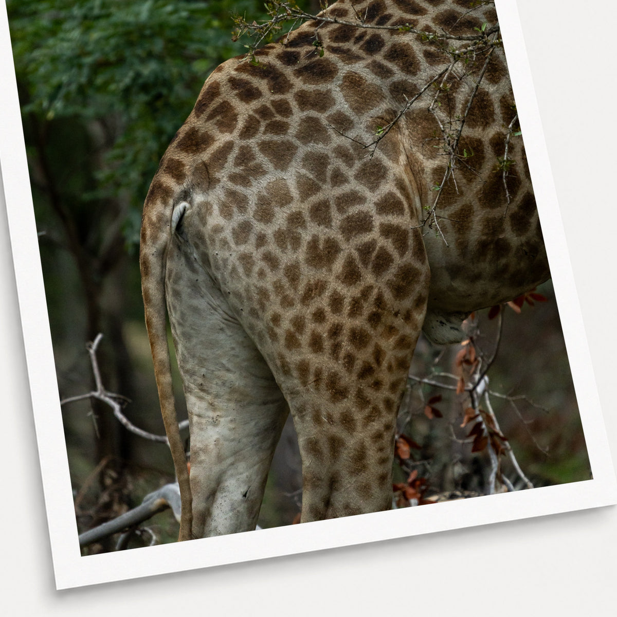 A photographic print of Natural Camouflage, shown with a white border and angled presentation on a light background.