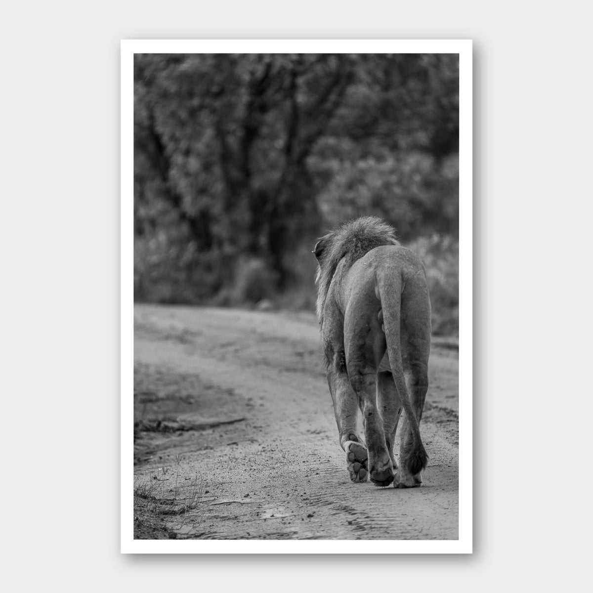 A black and white photographic print of No Looking Back, framed with a white border and shown against a light gray background.