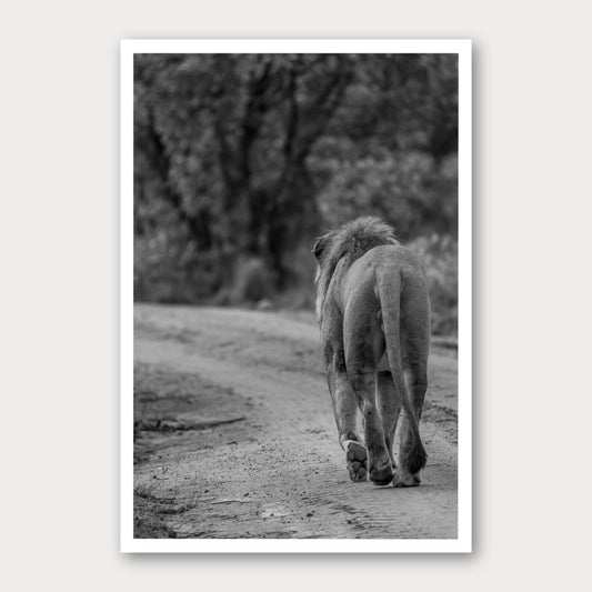 A black and white photographic print of No Looking Back, framed with a white border and shown against a light gray background.