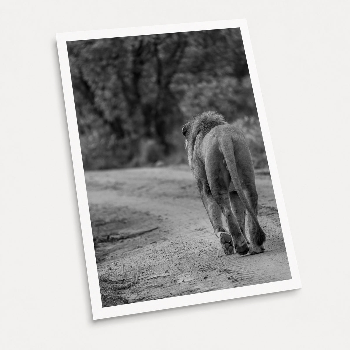 A black and white photographic art print of No Looking Back, displayed at an angle on a light gray background.