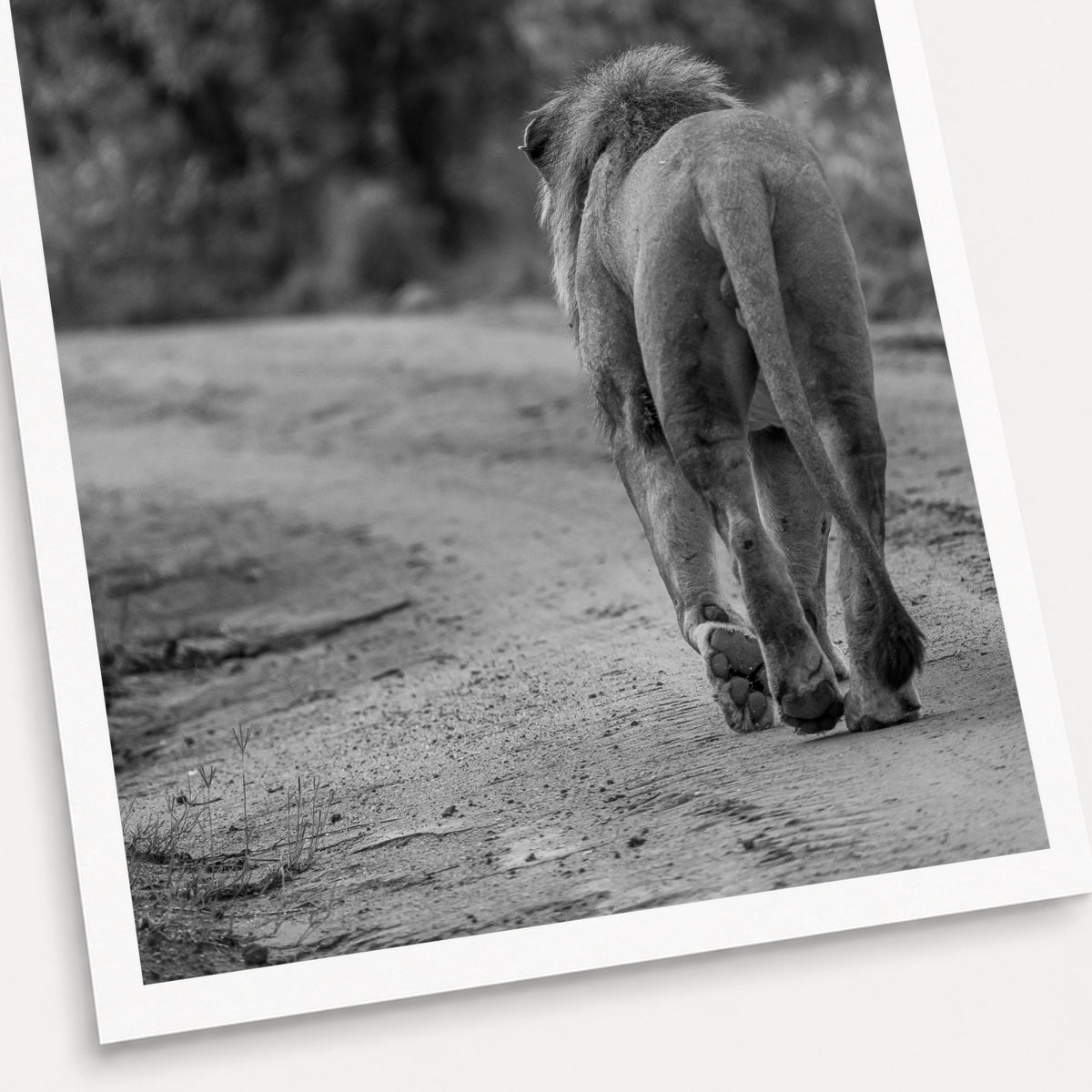 A black and white photographic print of No Looking Back, shown with a white border and angled presentation on a light background.