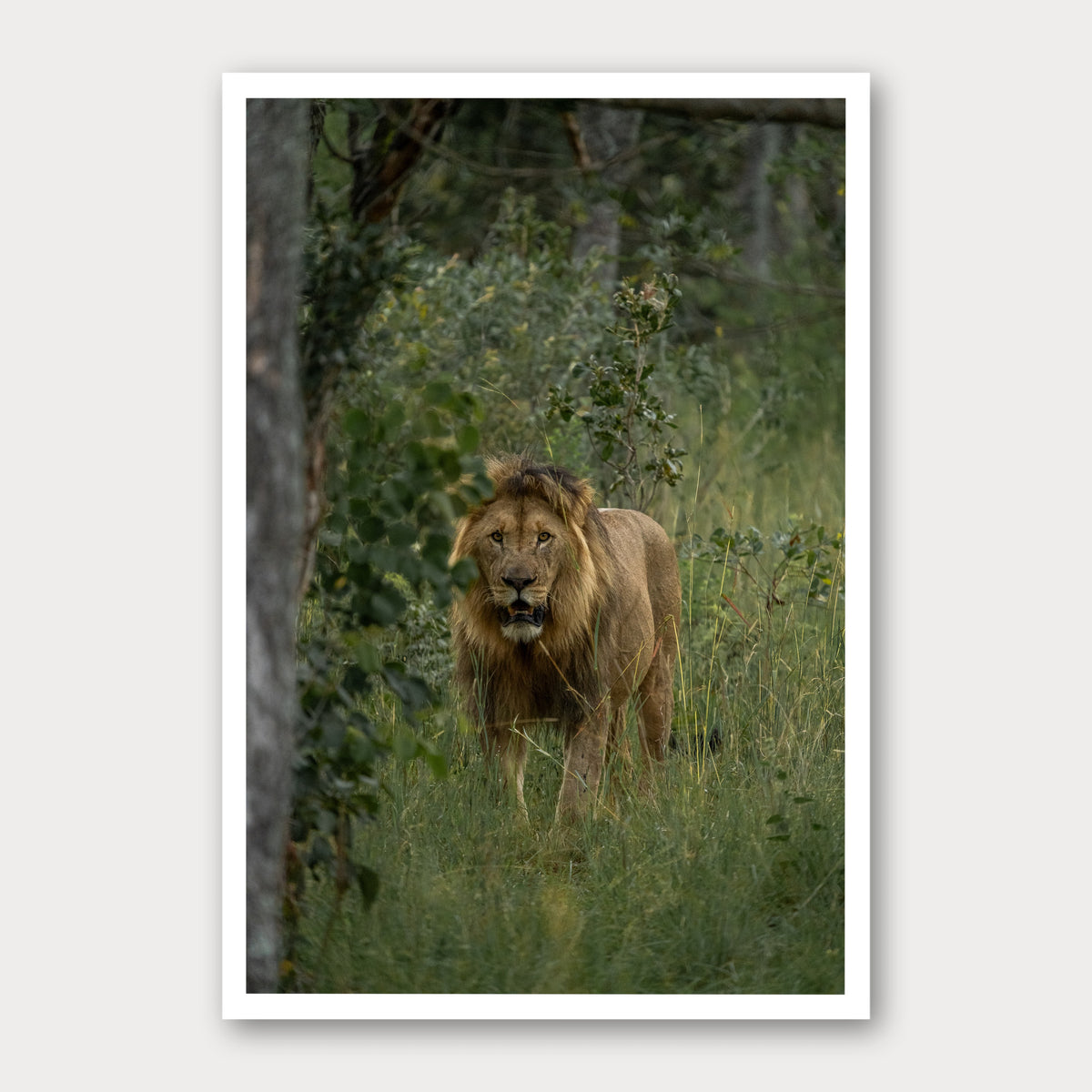 A photographic print of On the Prowl, framed with a white border and shown against a light gray background.