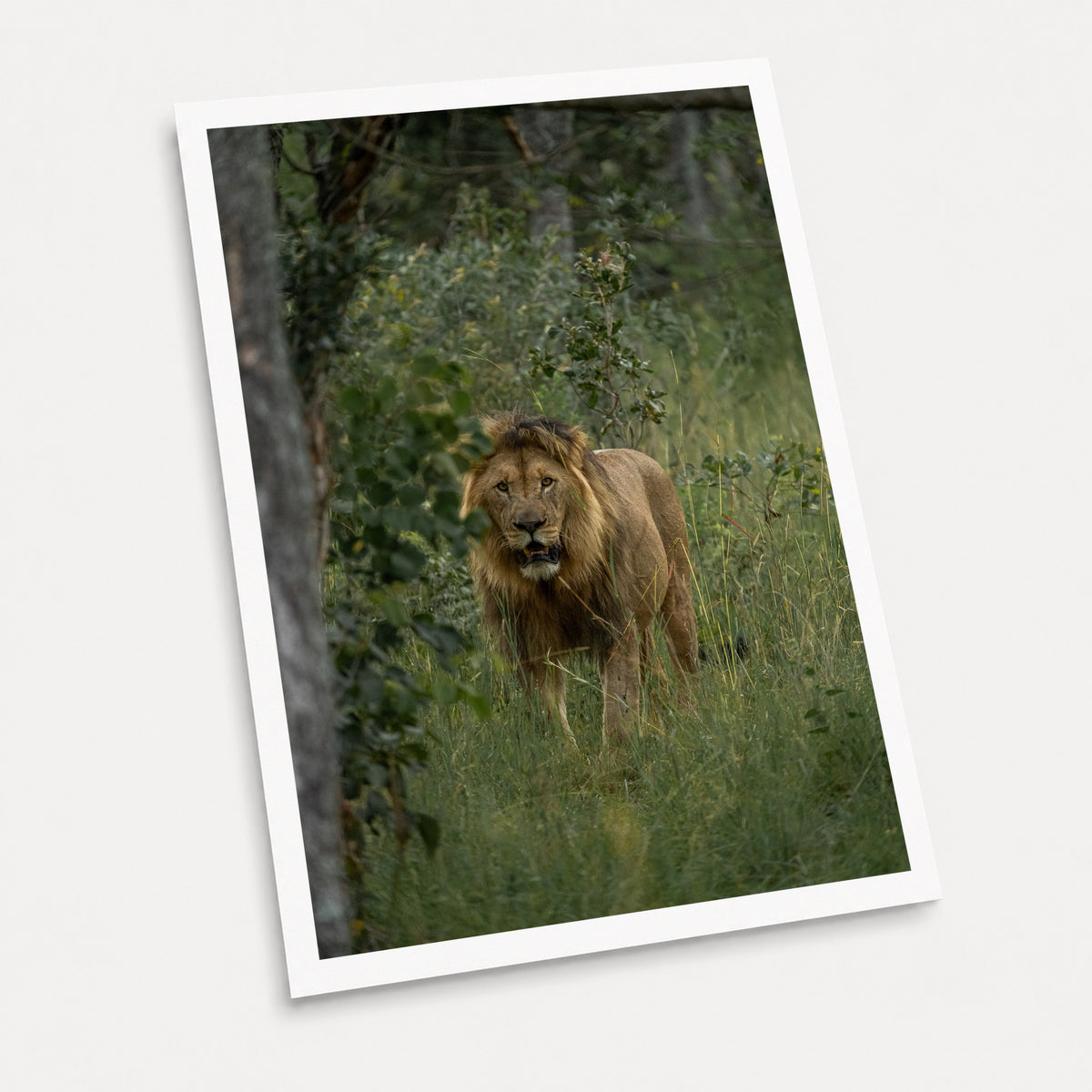 A photographic art print of On the Prowl, displayed at an angle on a light gray background.