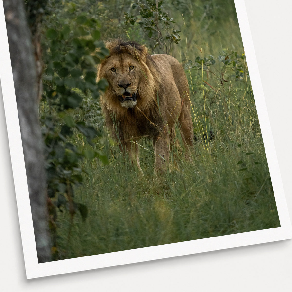 A photographic print of On the Prowl, shown with a white border and angled presentation on a light background.
