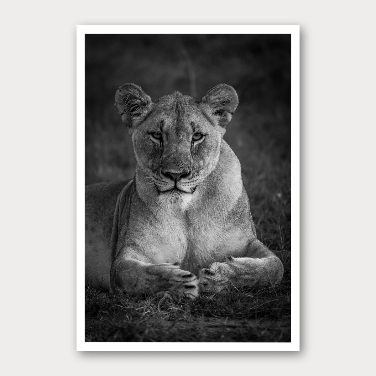 A black and white photographic print of Paws, framed with a white border and shown against a light gray background.