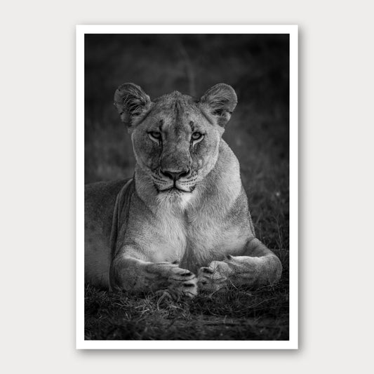 A black and white photographic print of Paws, framed with a white border and shown against a light gray background.