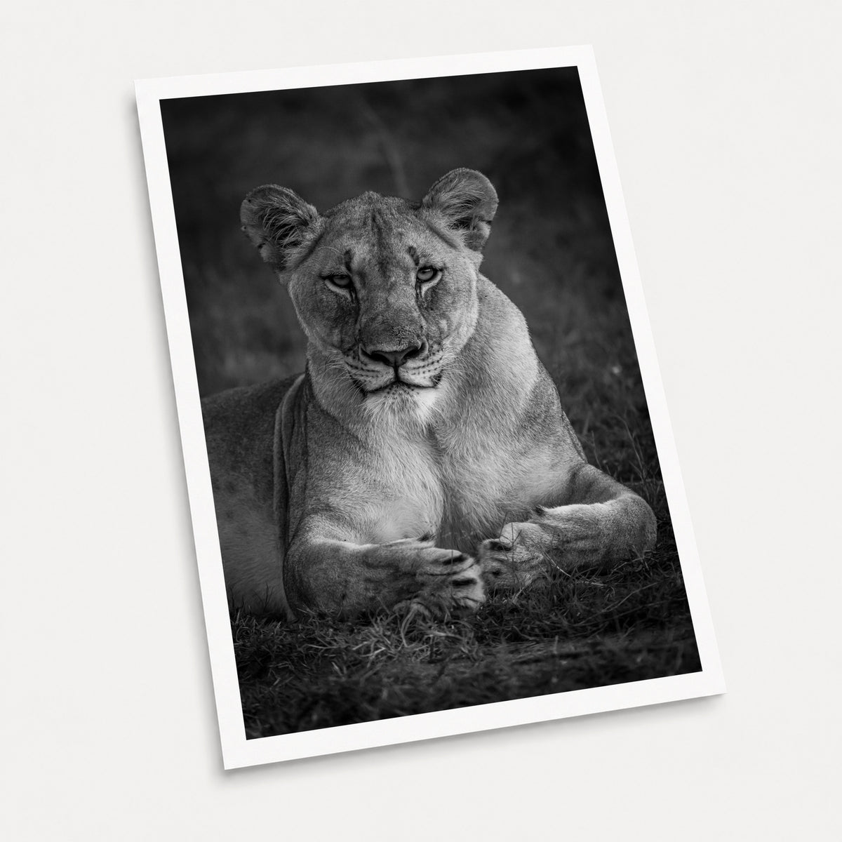 A black and white photographic art print of Paws, displayed at an angle on a light gray background.