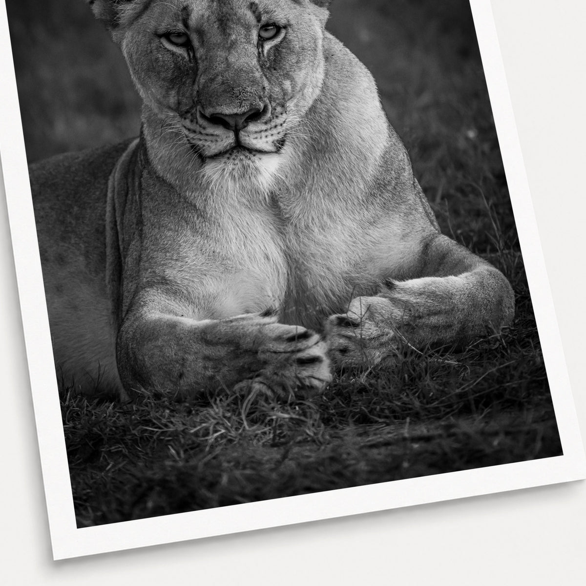 A black and white photographic print of Paws, shown with a white border and angled presentation on a light background.