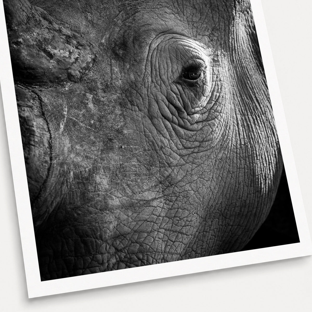 A black and white photographic print of Rhino Portrait, shown with a white border and angled presentation on a light background.