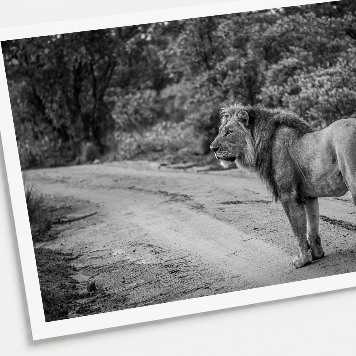 A black and white photographic print of Right of Way, shown with a white border and angled presentation on a light background.