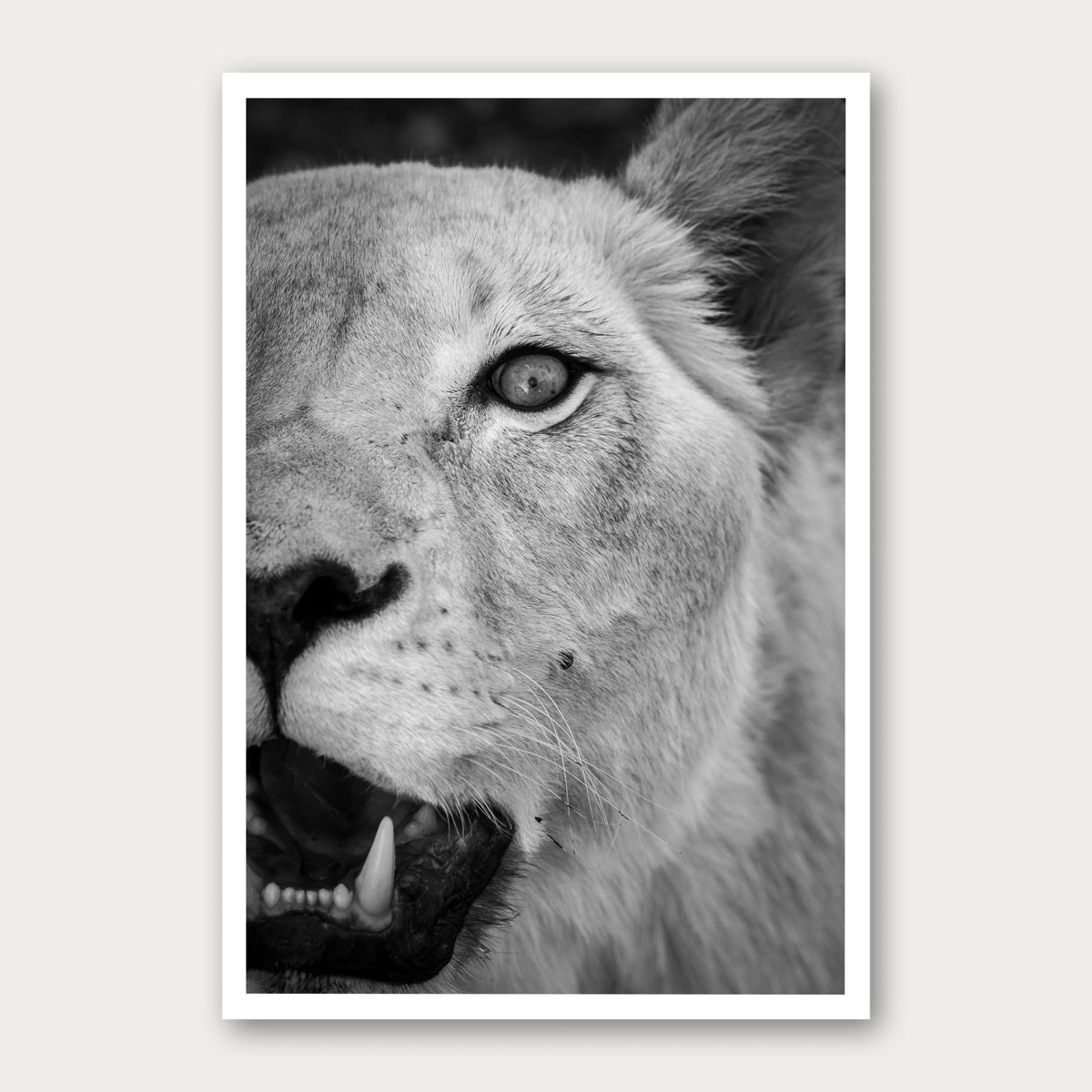 A black and white photographic print of Roar, framed with a white border and shown against a light gray background.