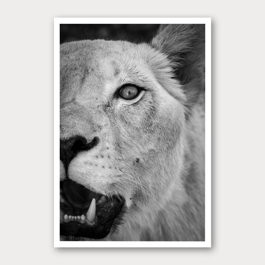 A black and white photographic print of Roar, framed with a white border and shown against a light gray background.