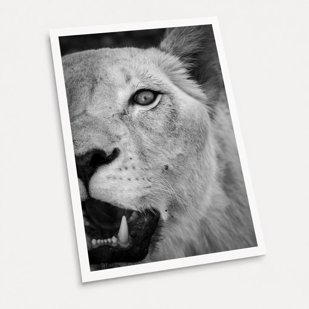 A black and white photographic art print of Roar, displayed at an angle on a light gray background.