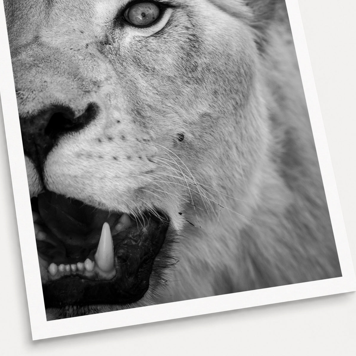 A black and white photographic print of Roar, shown with a white border and angled presentation on a light background.