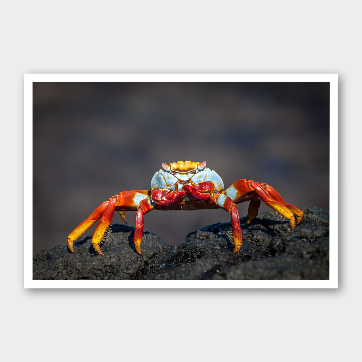 A photographic print of Sally Lightfoot Crab, framed with a white border and shown against a light gray background.