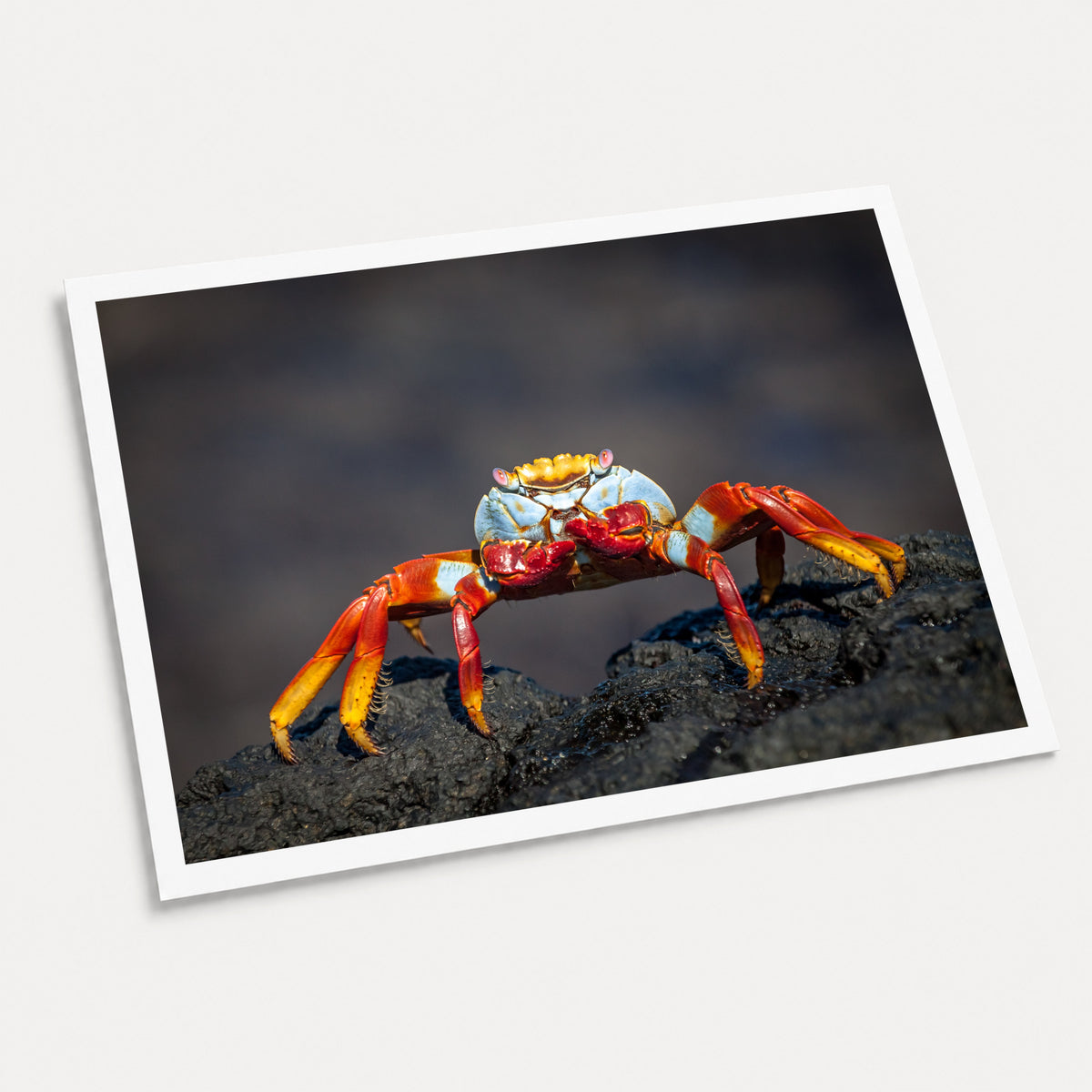 A photographic art print of Sally Lightfoot Crab, displayed at an angle on a light gray background.