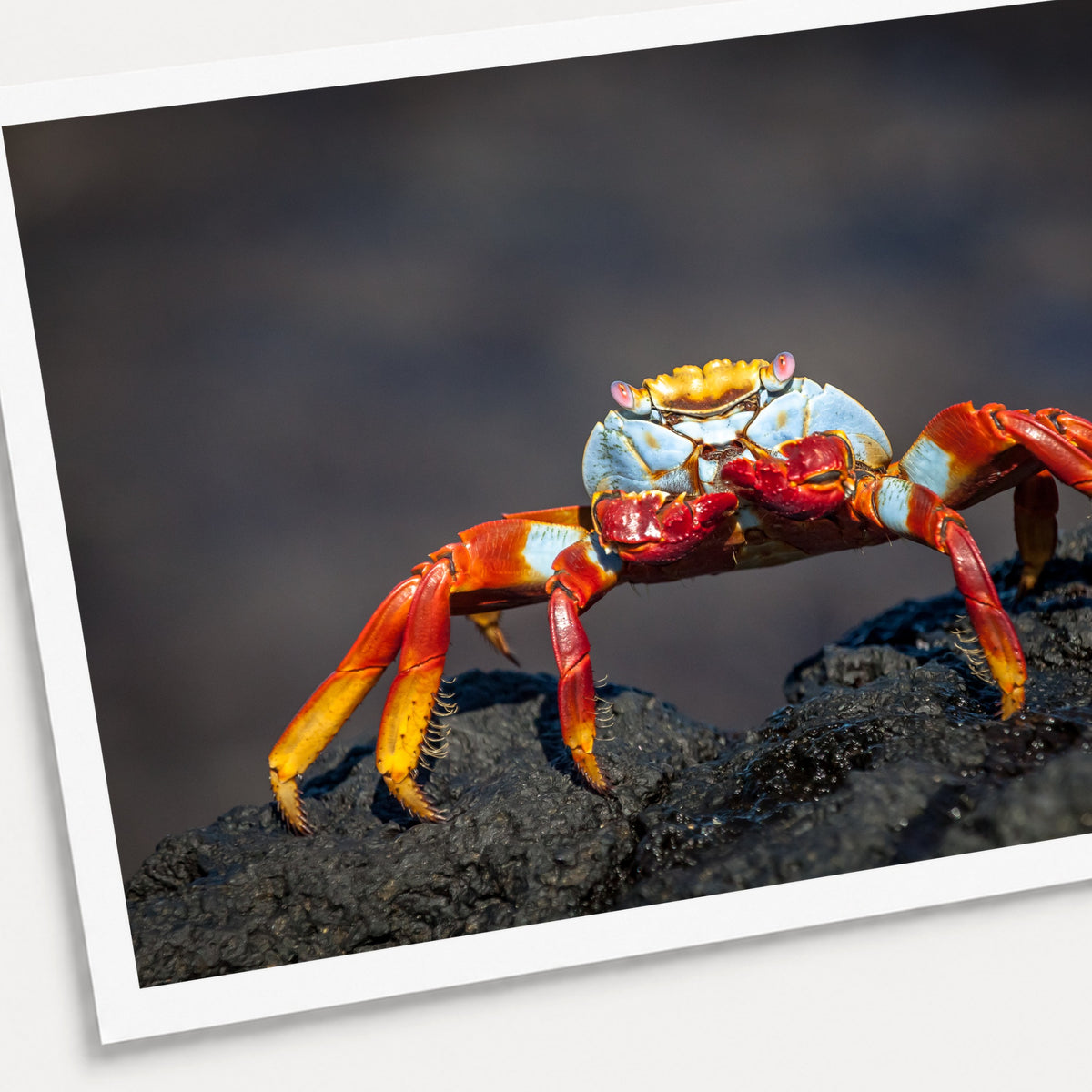 A photographic print of Sally Lightfoot Crab, shown with a white border and angled presentation on a light background.